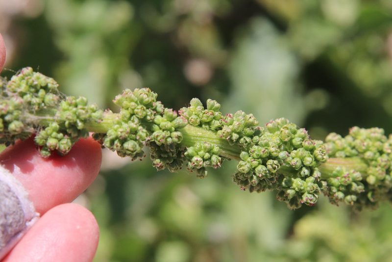 Blitum californicum, photographed by Millie Basden