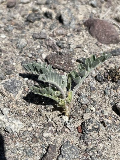 Astragalus sabulonum, photographed by Matt Berger