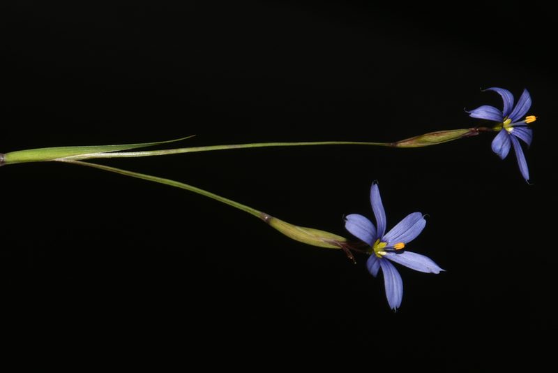 Sisyrinchium atlanticum, photographed by Brian Finzel