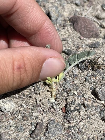 Astragalus sabulonum, photographed by Matt Berger