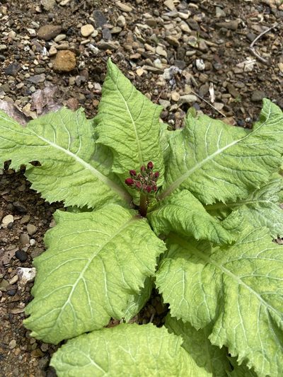 Primula japonica, photographed by Leah Fulton