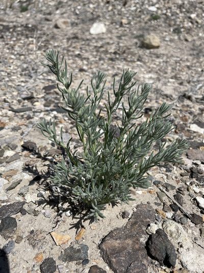 Neokochia americana, photographed by Matt Berger