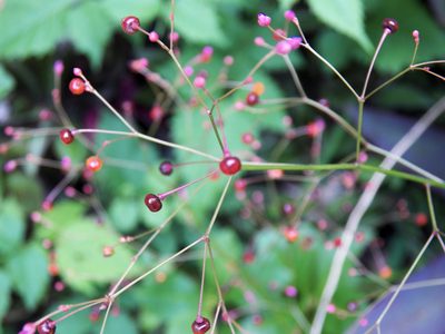 Talinum paniculatum, photographed by Diana Foreman
