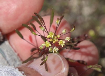 Descurainia pinnata