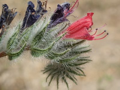 Echium angustifolium, photographed by Henrik Kibak