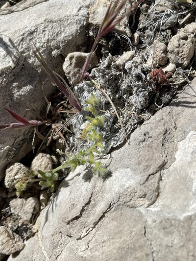 Cryptantha recurvata, photographed by Matt Berger
