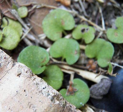 Dichondra carolinensis, photographed by Diana Foreman