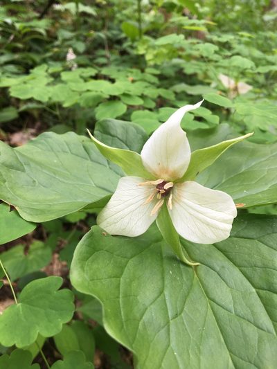 Trillium simile, photographed by Jessica