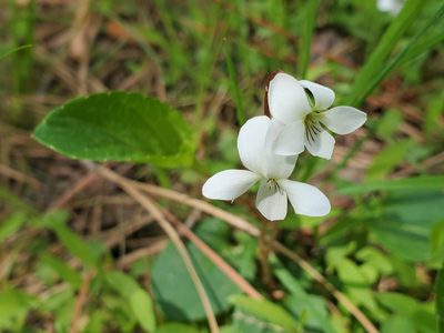 Viola primulifolia, photographed by Tom Field