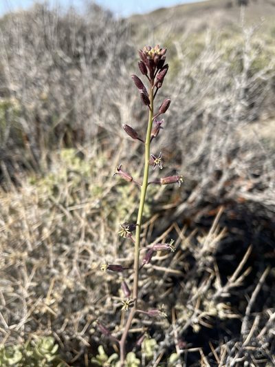 Streptanthus pilosus, photographed by Matt Berger