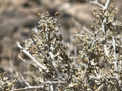 Ambrosia dumosa, photographed by Bobby McCabe