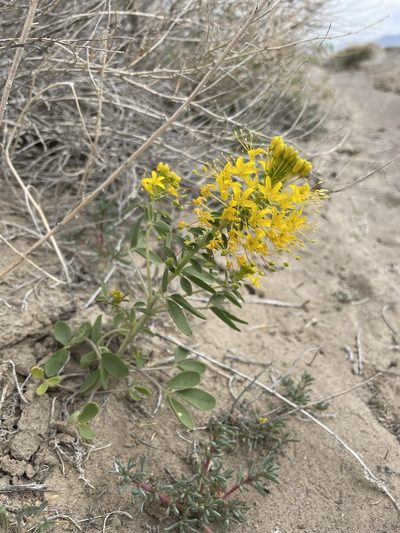 Cleomella hillmanii, photographed by Matt Berger