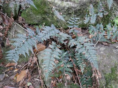 Polystichum oculatum, photographed by Alice Shanks