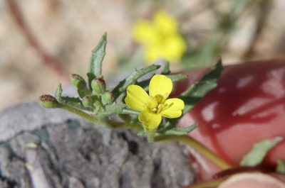 Camissonia strigulosa, photographed by Millie Basden