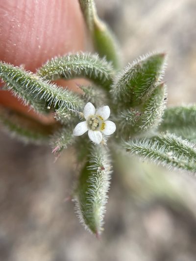 Loeseliastrum depressum, photographed by Matt Berger