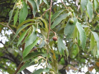 Muntingia calabura, photographed by Michelle Monge-Velazquez