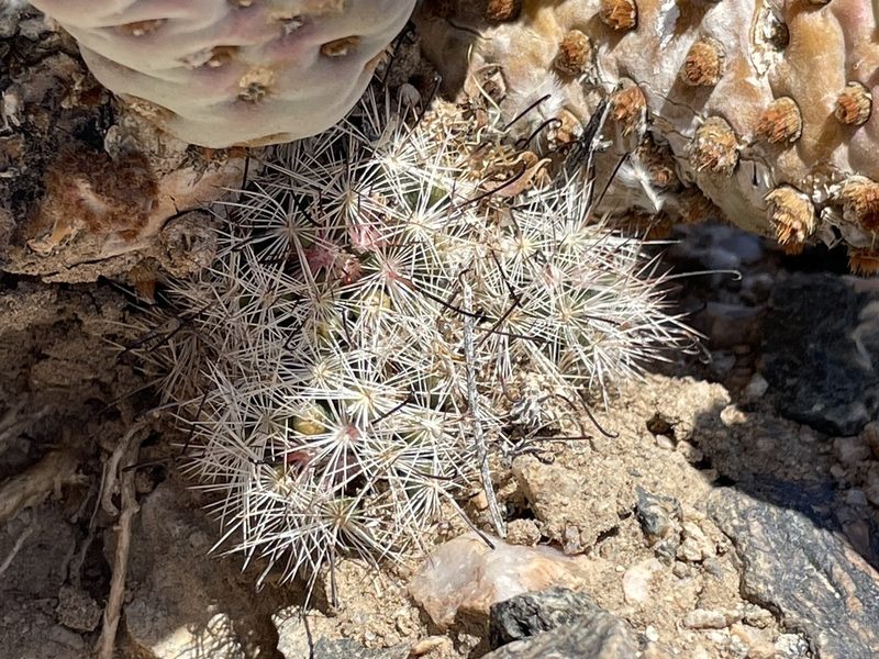 Cochemiea tetrancistra, photographed by Bobby McCabe