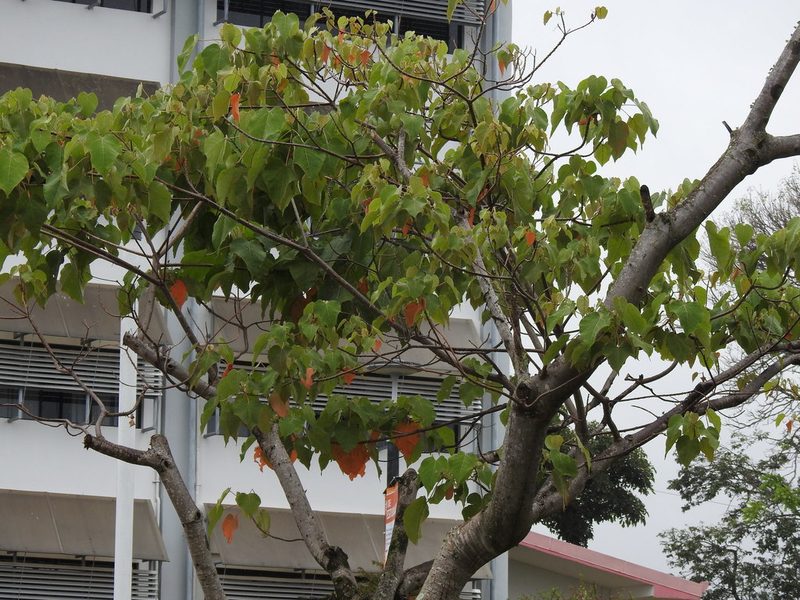 Croton draco, photographed by Michelle Monge-Velazquez