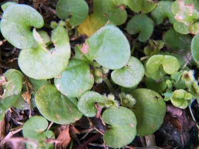 Dichondra carolinensis, photographed by Diana Foreman