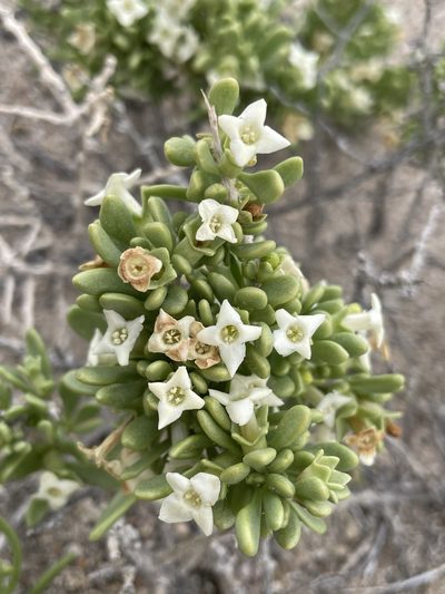 Lycium shockleyi, photographed by Matt Berger