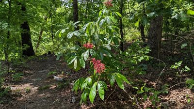 Aesculus pavia, photographed by Joseph Aubert