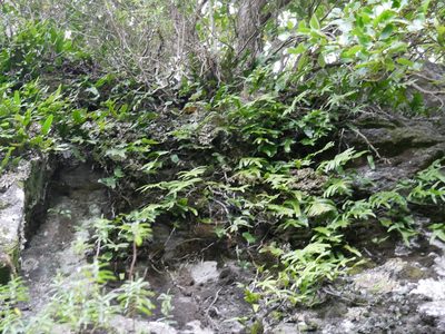 Zealandia pustulata, photographed by Alice Shanks