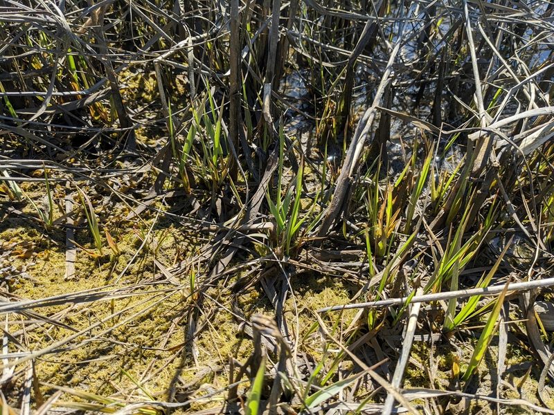 Sporobolus alterniflorus, photographed by Zac Peterson