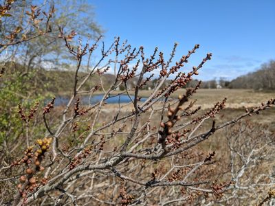 Myrica pensylvanica, photographed by Zac Peterson