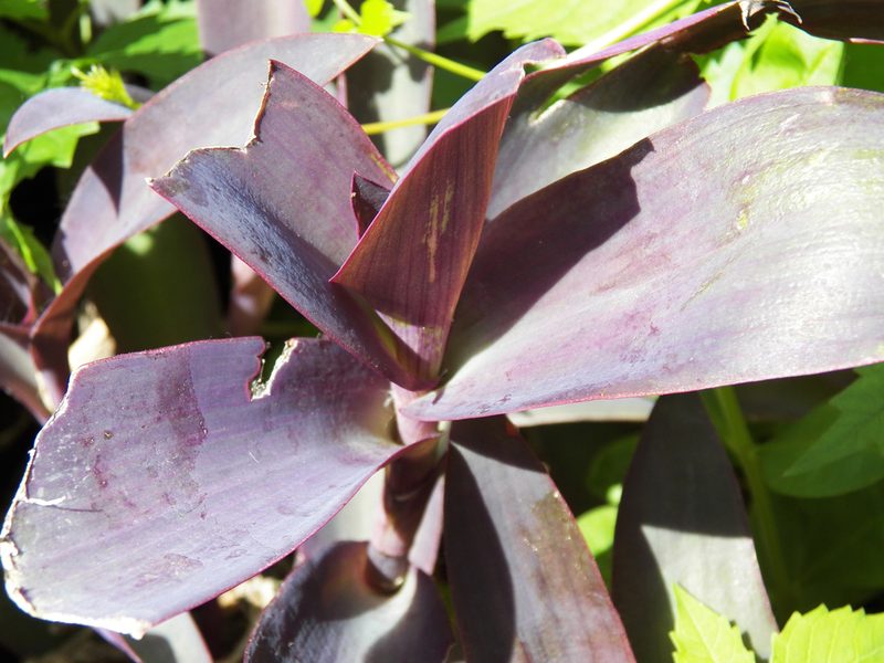 Tradescantia pallida, photographed by Diana Foreman