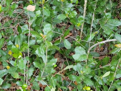 Quercus fusiformis, photographed by johnyochum