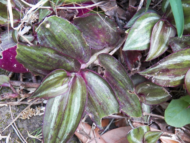 Tradescantia zebrina, photographed by Diana Foreman
