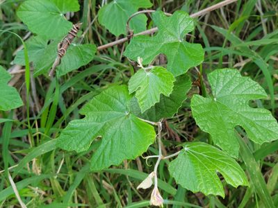 Vitis mustangensis, photographed by johnyochum