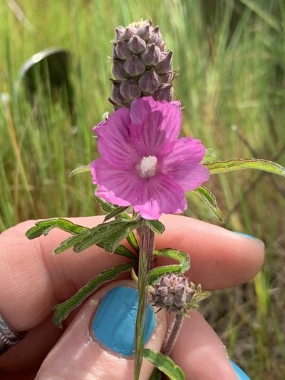 Sidalcea campestris, photographed by Kate Manning
