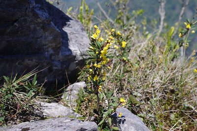 Berberis tarokoensis, photographed by Cheng-Te Hsu