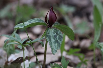 Trillium recurvatum, photographed by Habib Rehman