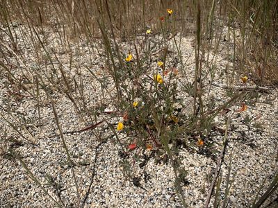 Acmispon strigosus, photographed by Jacob Malcom