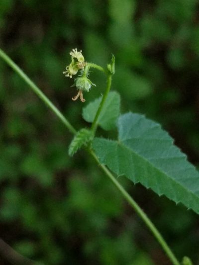 Tragia brevispica, photographed by Alison Northup