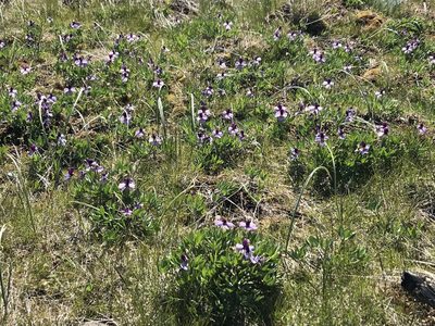 Viola trinervata, photographed by Cindy Bell