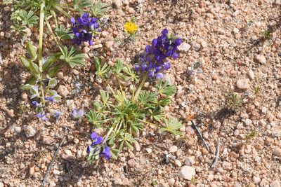 Lupinus odoratus, photographed by Trevor Van Loon