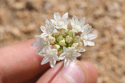 Allium lacunosum, photographed by Trevor Van Loon