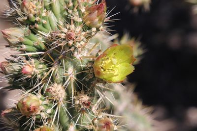 Cylindropuntia bernardina