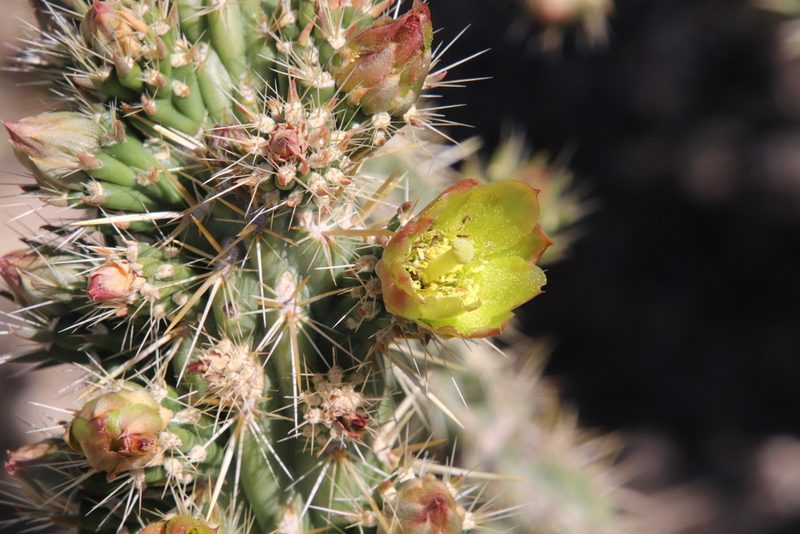 Cylindropuntia bernardina, photographed by Millie Basden