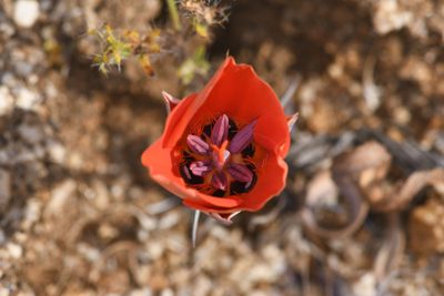 Calochortus kennedyi