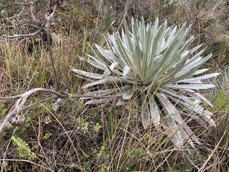 Espeletia argentea, photographed by Andrew J. Crawford
