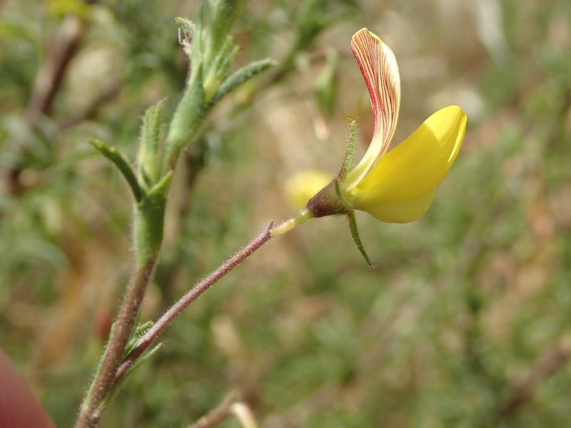 Ononis natrix, photographed by Henrik Kibak