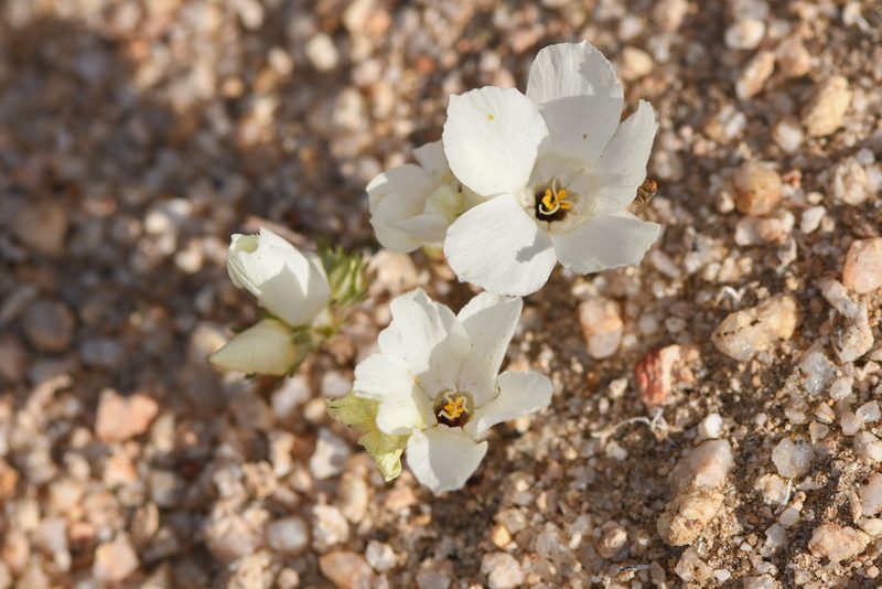 Linanthus parryae, photographed by Trevor Van Loon