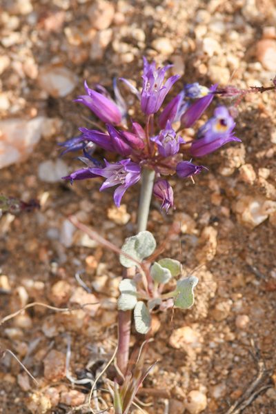 Allium carinatum, photographed by Trevor Van Loon