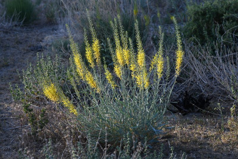 Stanleya pinnata, photographed by Trevor Van Loon