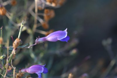 Penstemon incertus, photographed by Trevor Van Loon