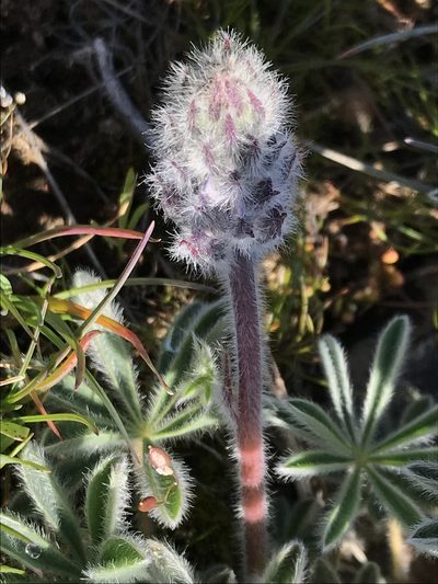 Lupinus saxosus, photographed by Cindy Bell